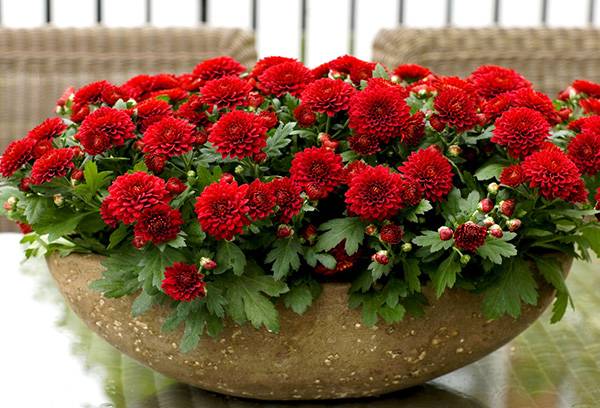 Red Dwarf Chrysanthemums
