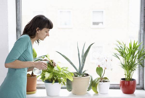 Watering indoor plants