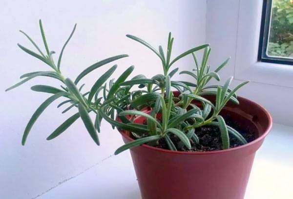 Rosemary in a pot