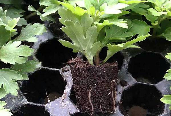 Jonge chrysant overplanten