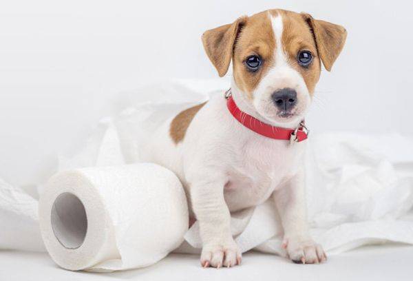 filhote de cachorro e papel higiênico