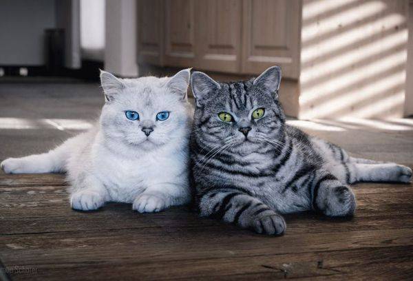 two cats