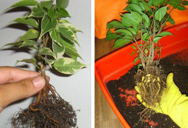 Ficus transzplantáció