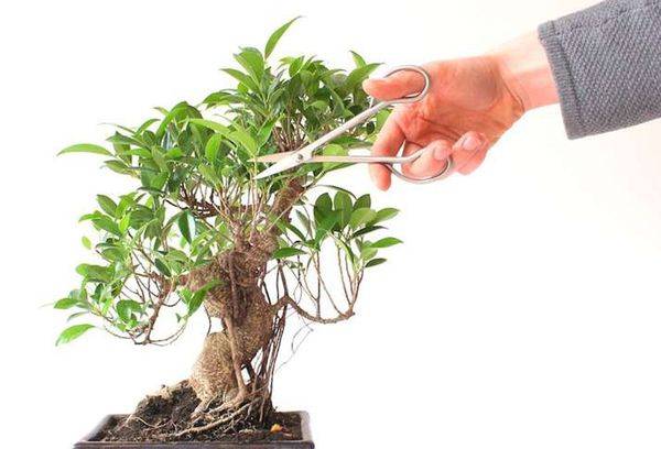 Ficus beskjæring