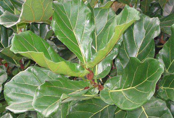 Ficus lyraförmig