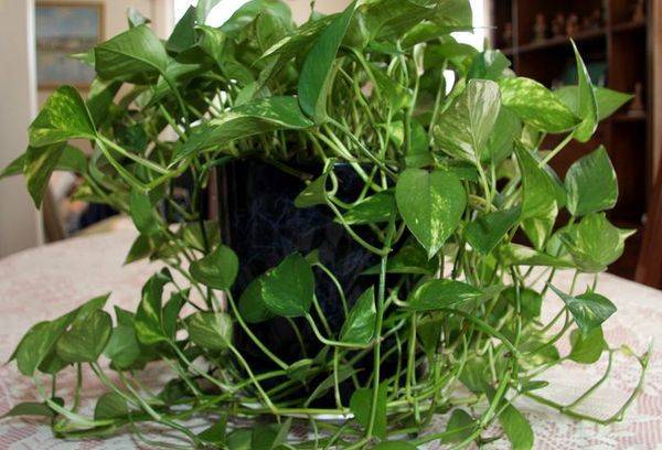 Philodendron ปีนเขา