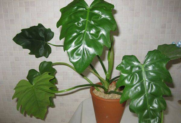 Ang Philodendron evans