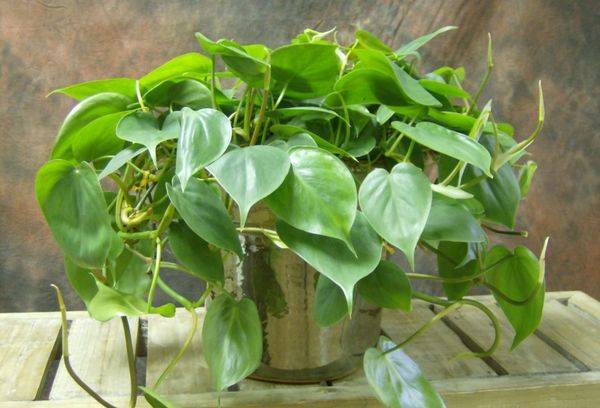 Ivy philodendron