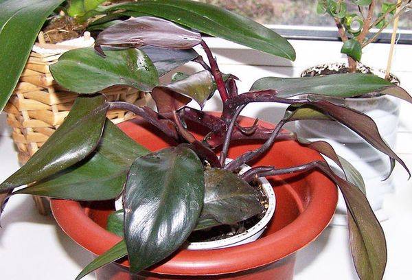 Philodendron blushing