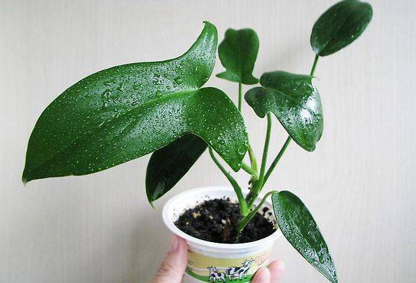 Philodendron lobbet
