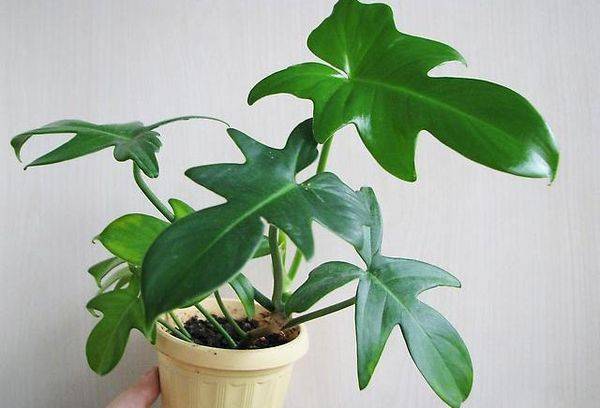 Philodendron guitar-shaped