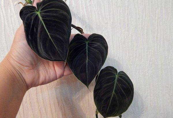Philodendron golden black