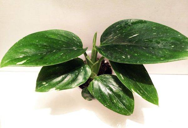 Variegated Philodendron Cobra