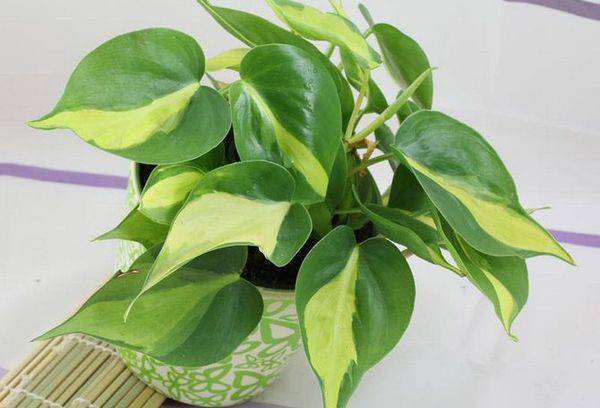 Philodendron-schandaal