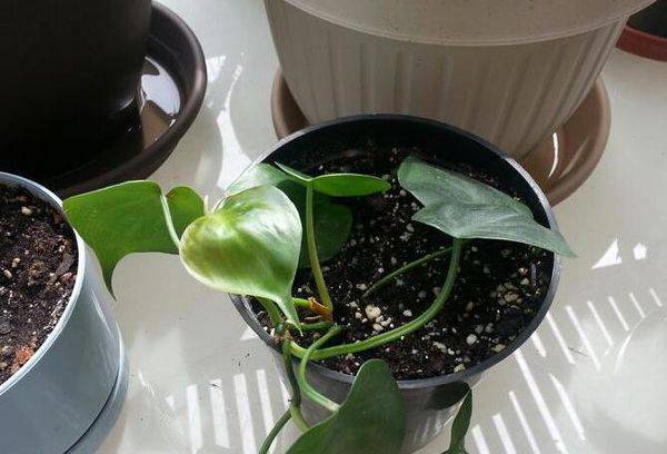Philodendron Reproduction