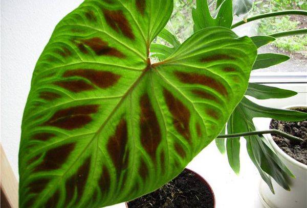 Digmaang Philodendron