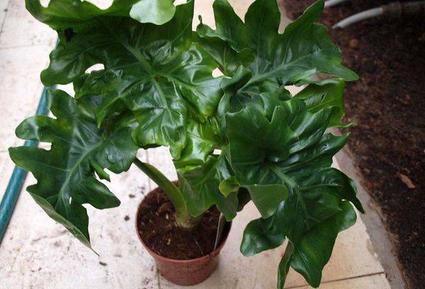 Philodendron-atoom