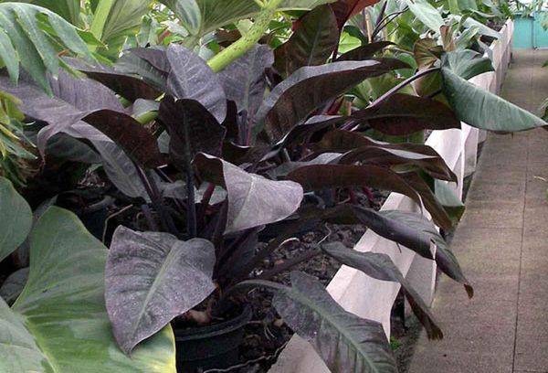 Philodendron imperial
