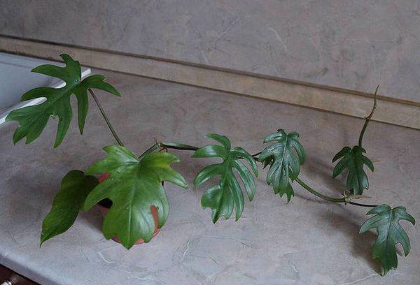 Strålende Philodendron