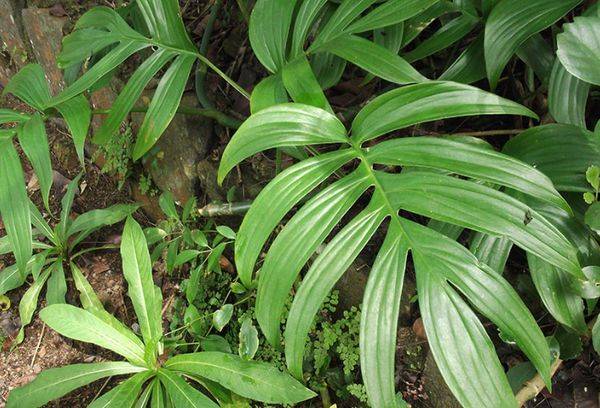 Philodendron kecses