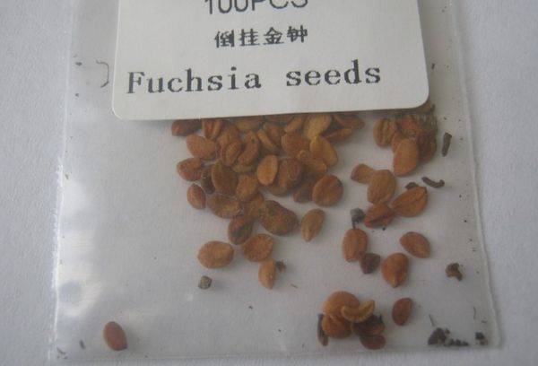 Flower seeds