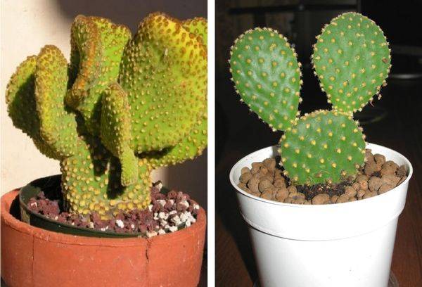 Cactus en pots