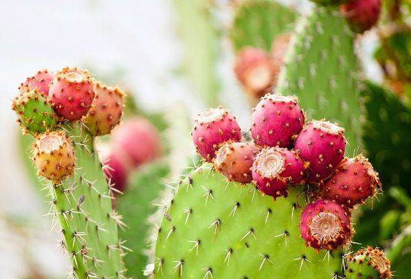 Prickly pear with berries