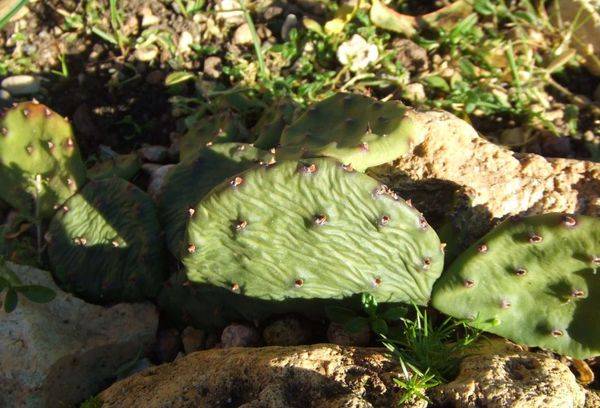 Dried cactus