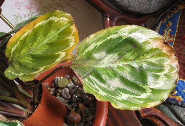 Diseases and pests of the calathea flower