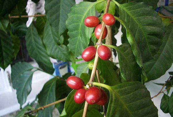 Arabian coffee tree