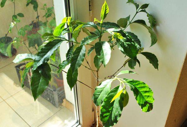 pokok kopi buatan sendiri oleh tingkap