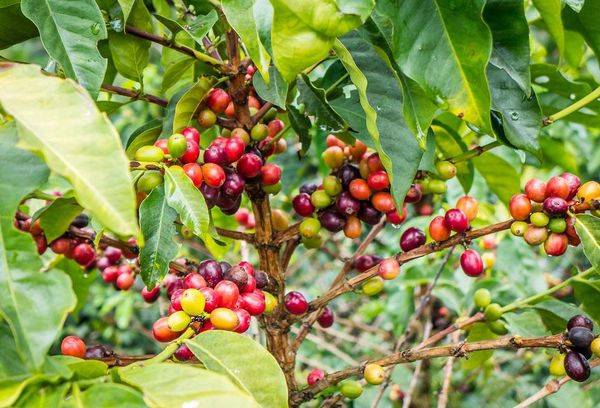 Kafijas koka augļi