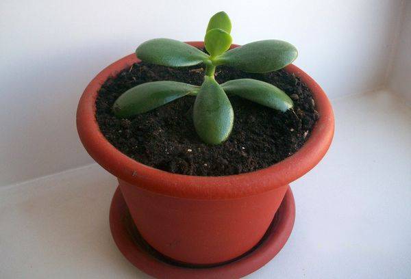 Potted Crassula Sprout