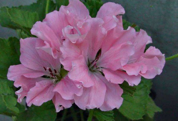 Pelargonija rozā Mikado