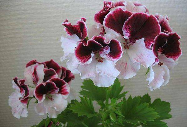 Pelargonium Sally Munro