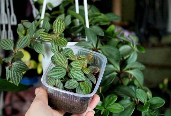 Reproduction of Peperomia