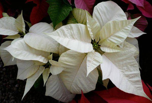 Weihnachtsstern Sonora Weiß