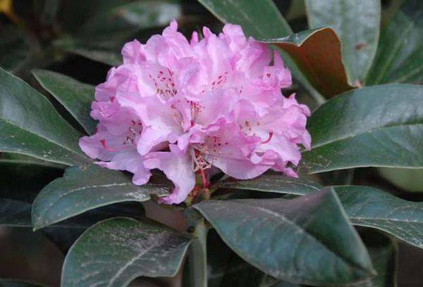 Rhododendron virág