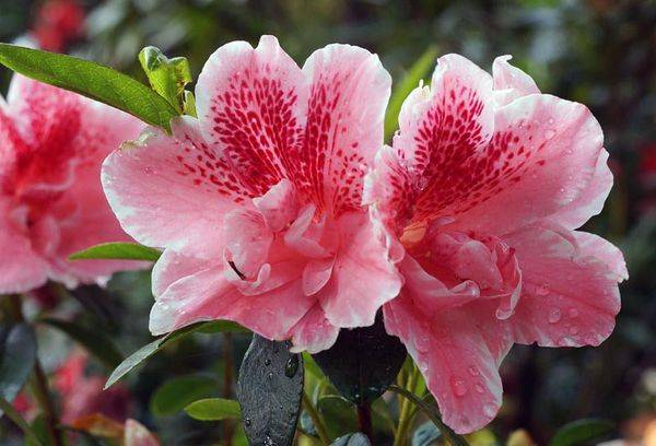 Indien Rhododendron