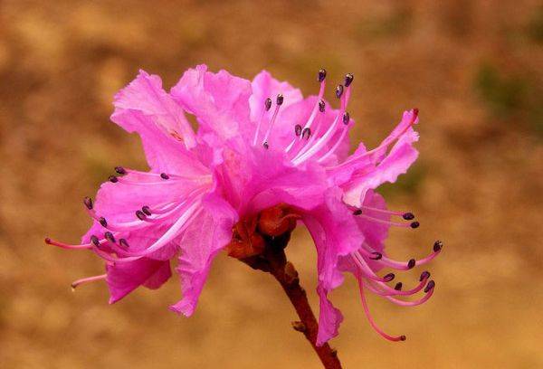 Jacarandá ou Rododendro: variedades, cuidados, plantio, reprodução