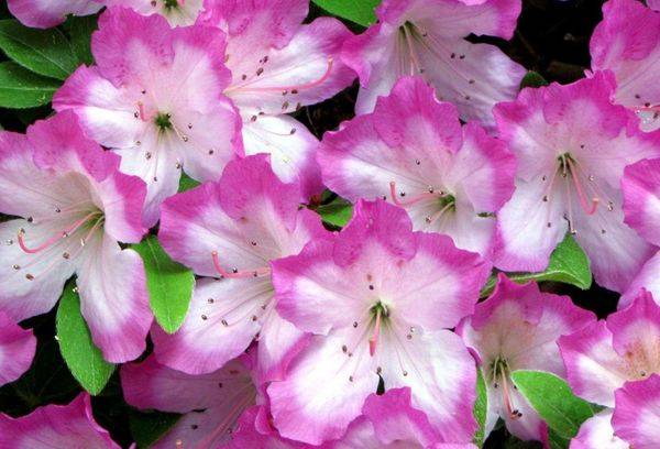 Rhododendron Japans