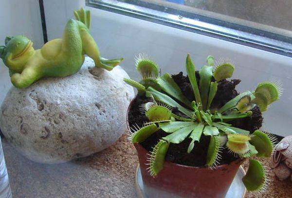 Venus flytrap on a windowsill