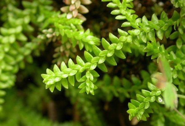 Herbaceous plant