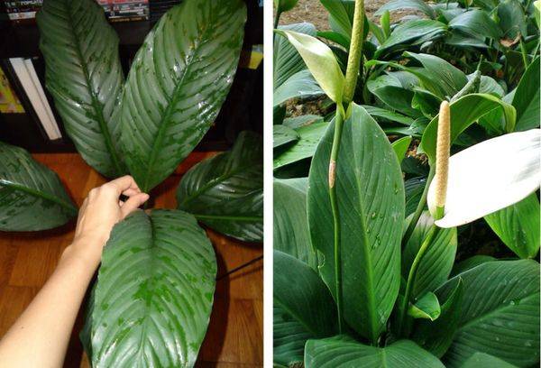 Spathiphyllum spoon-shaped