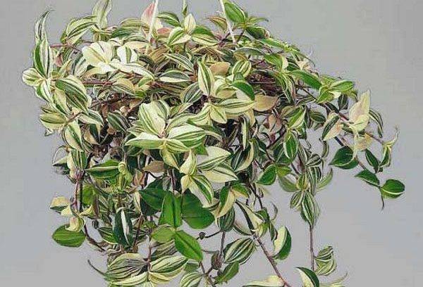 Tradescantia with withered leaves