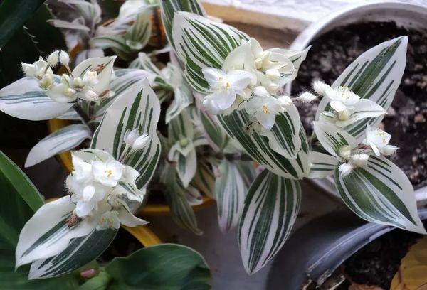 Tradecantia berbunga putih