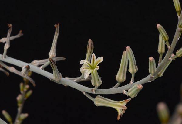 Flowering haworthia
