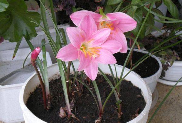 Zephyranthes in a pot