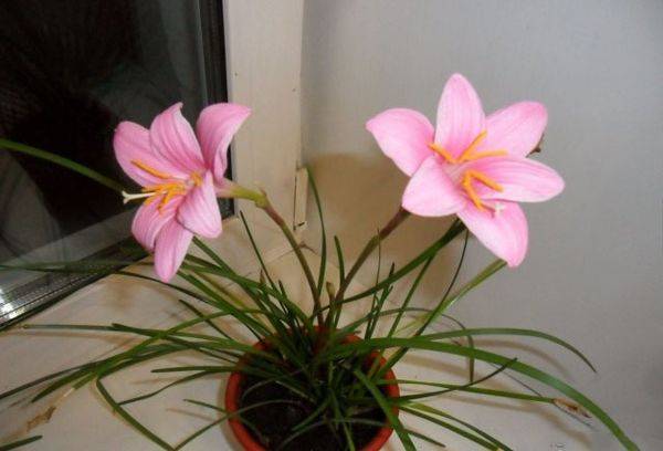 Pink Zephyranthes
