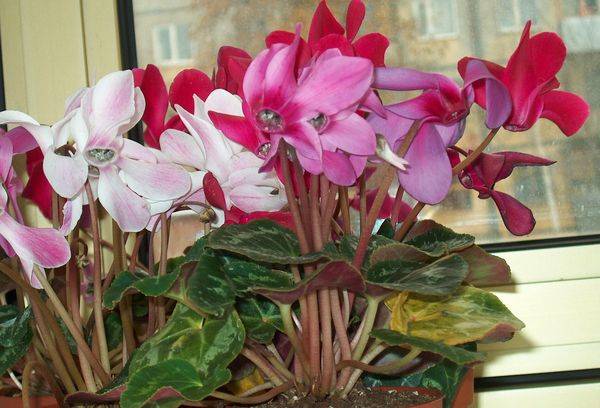 Cyclamen is Europees of paars.